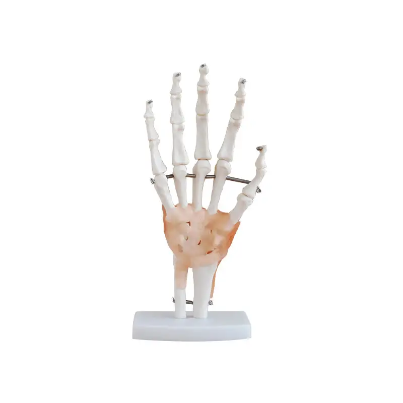 Médico ciência mão articulação modelo médico ensino mão osso modelo ensino ajuda arte pintura mão osso modelo real