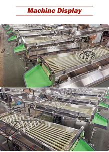 Custom Fresh Medjool <strong>Dates</strong> <strong>Sorting</strong> <strong>Machine</strong> for Vegetable and Fruit Sorter - Product Image 6