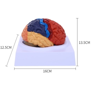 Human Brain Anatomy <strong>Model</strong> Brain Functional Color Region Chromatic <strong>Model</strong> for Medical Science Teaching <strong>Model</strong> - Product Image 6