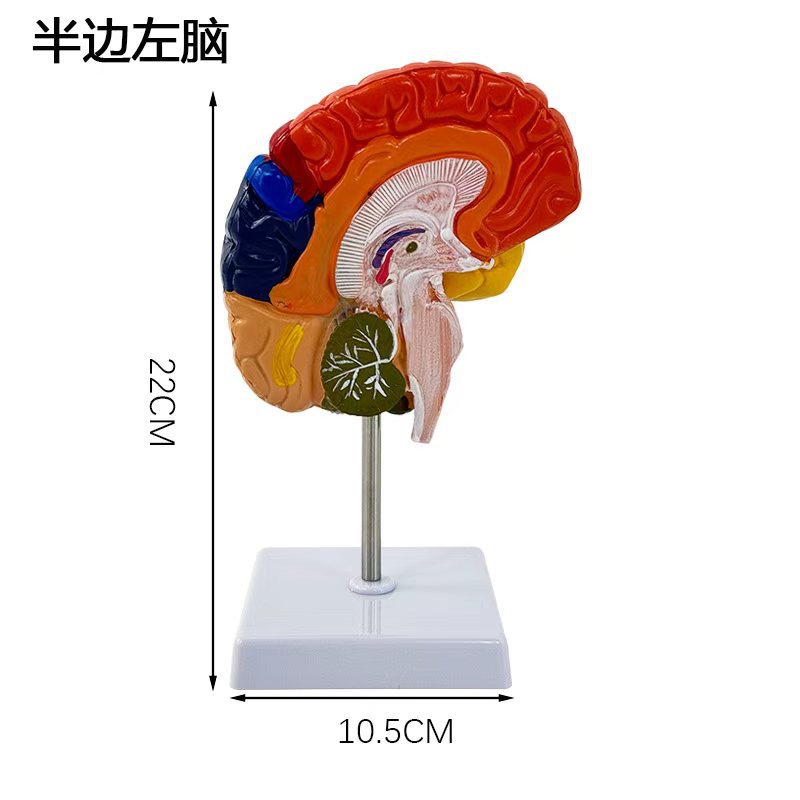 Cerveau demi-couleur - gauche avec support de base)