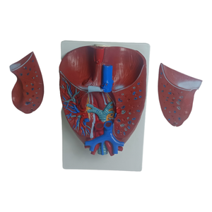 Medical Science Practice Demonstration Natural Size Human Anatomy Visceral Respiratory System Laryngeal <strong>Larynx</strong> Heart Lung Model - Product Image 5