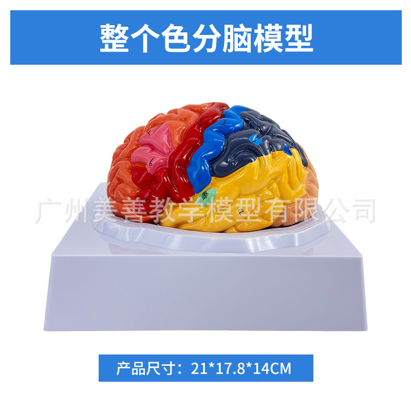 Modèle de cerveau séparé par couleur
