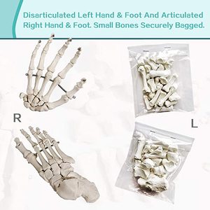 Último alto detalle 200 estructura ósea 67 alto modelo científico de anatomía esquelética humana para ciencia médica - Product Image 2