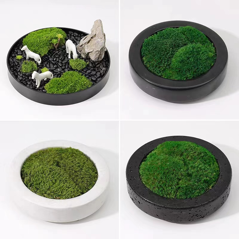 Mousse préservée pour la décoration de la maison