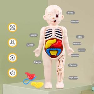 子供のDIY医学教育ゲーム学習人間臓器モデル認知アセンブリ科学 & 工学玩具 - Product Image 4