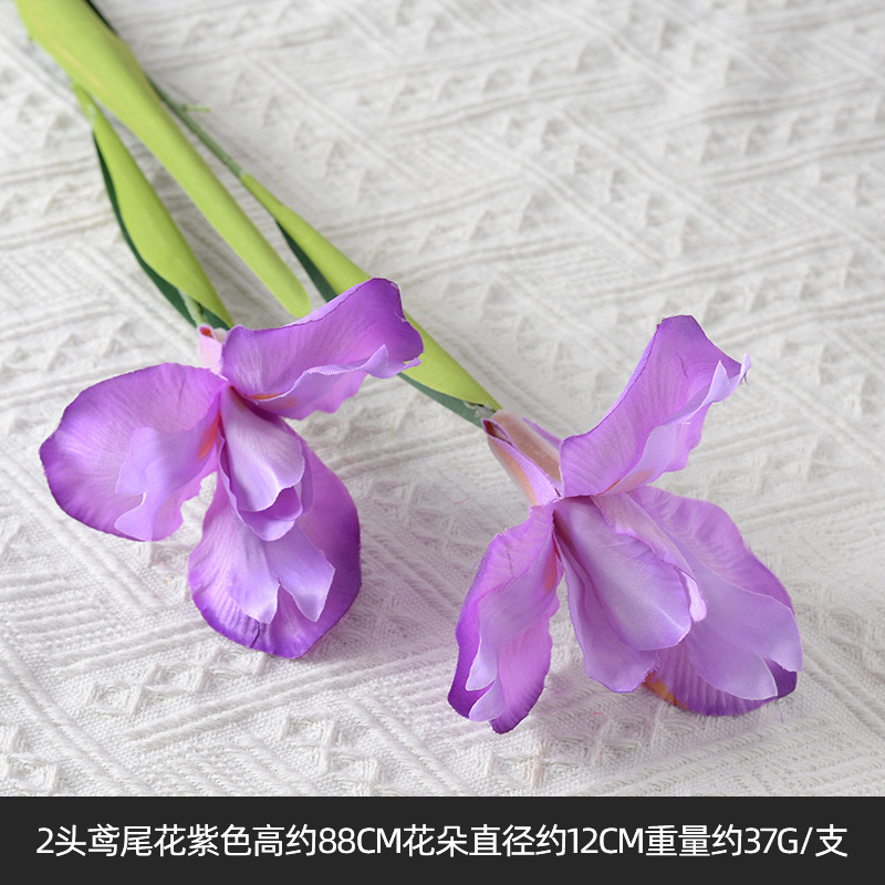 2 iris violet