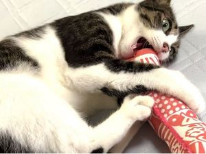 Bulk Pet Chew Toys <strong>Catnip</strong> Toy Cats Interactive Indoor Training Behaviour Products - Product Image 3