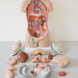 27-Part Dual-Sex PVC Manikin Open <strong>Back</strong> <strong>Human</strong> Torso with Exposed Muscular Layers Vertebral Column &amp; Nerve Branches for Training - Product Image 5