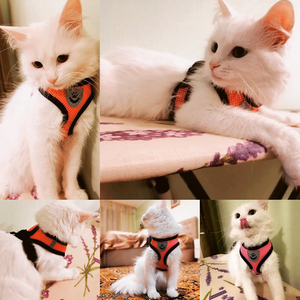 猫狗背带可调背心行走铅皮带小狗设计师狗项圈聚酯网带中小型狗