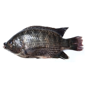 冷凍ティラピア魚ロースFletch Mahi Mahiタイプバルクブロックオーシャンキャッチファームフィレットテクスチャーマイルドフレーバー輸出準備シーフード肉 - Product Image 1