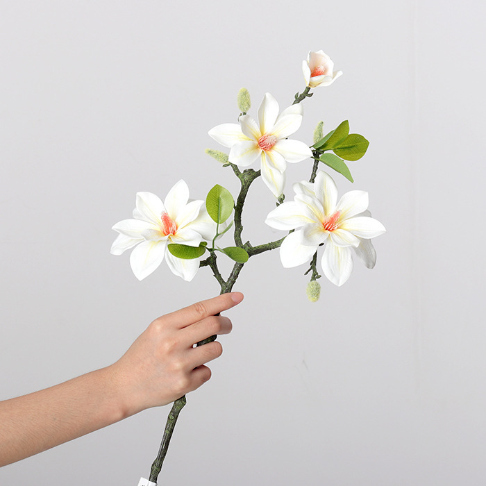 West lake magnolia milky white 60cm