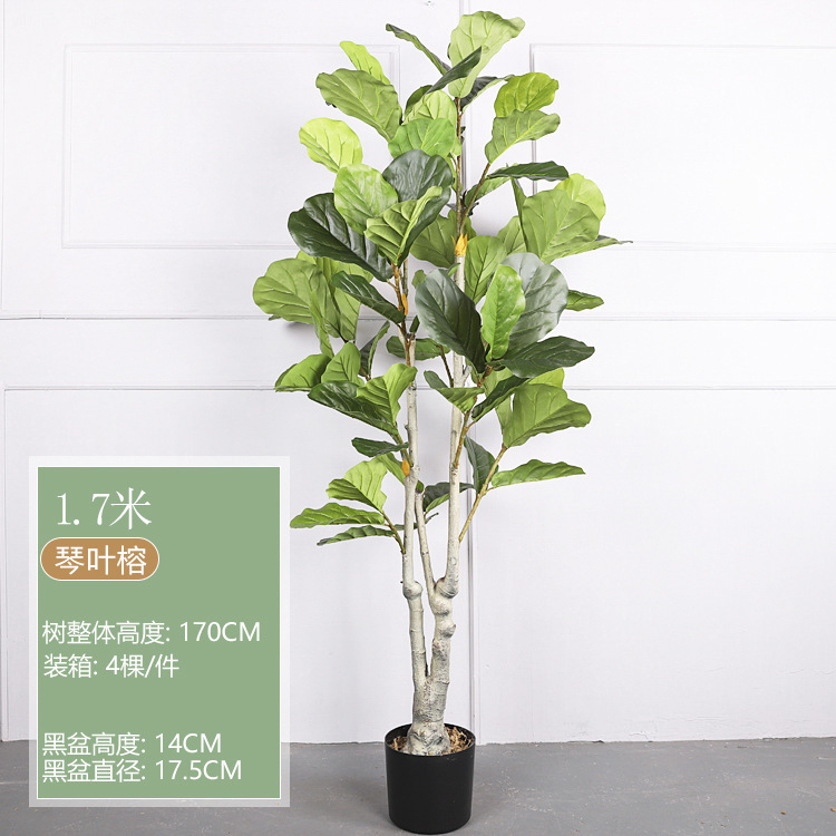 1.7M Ficus Lyrata