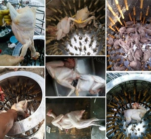 Satılık kanatlı tavuk kaz güvercin plucker makinesi/otomatik ördek tavuk tüy Plucker