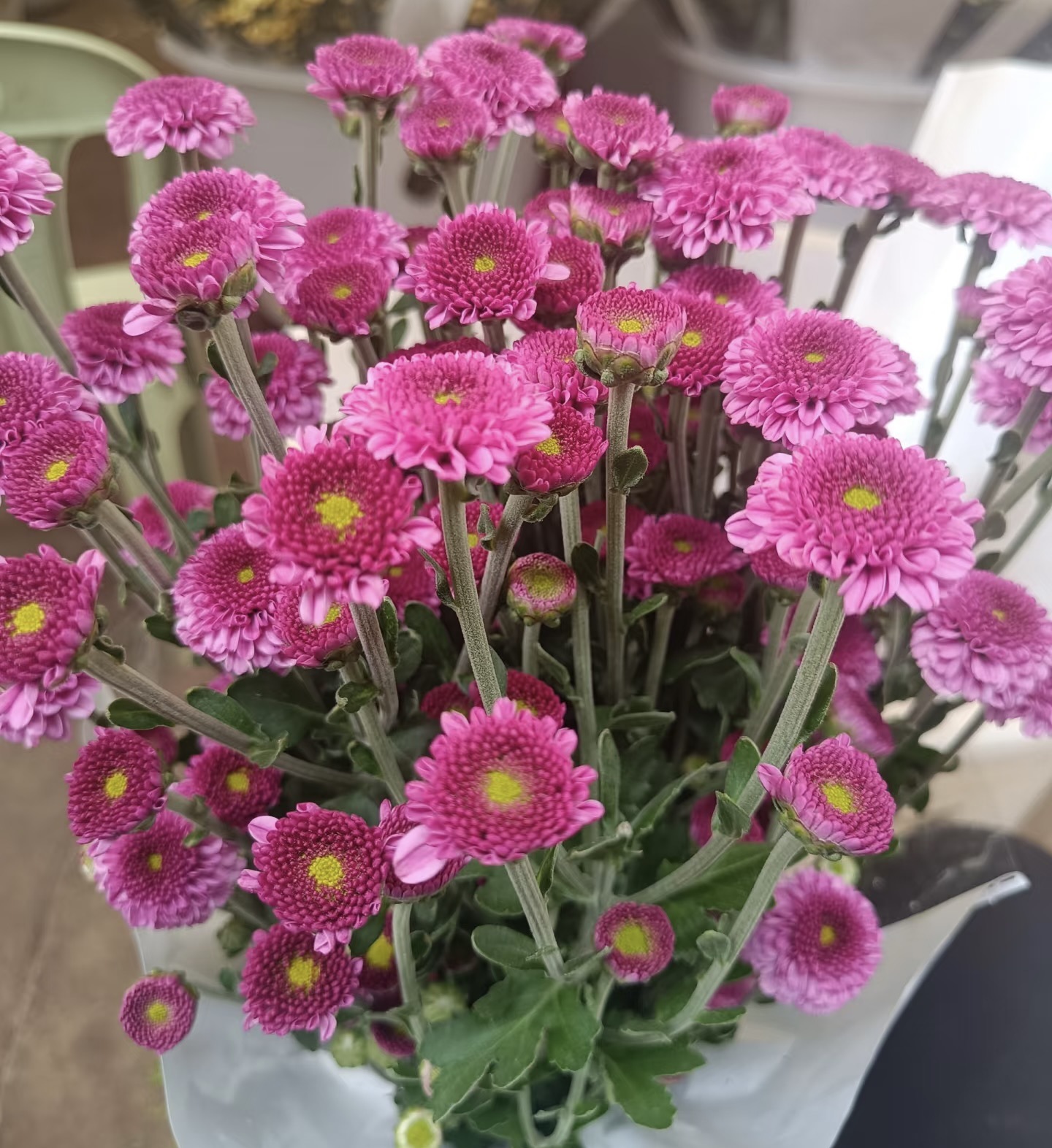 Pink yan 10