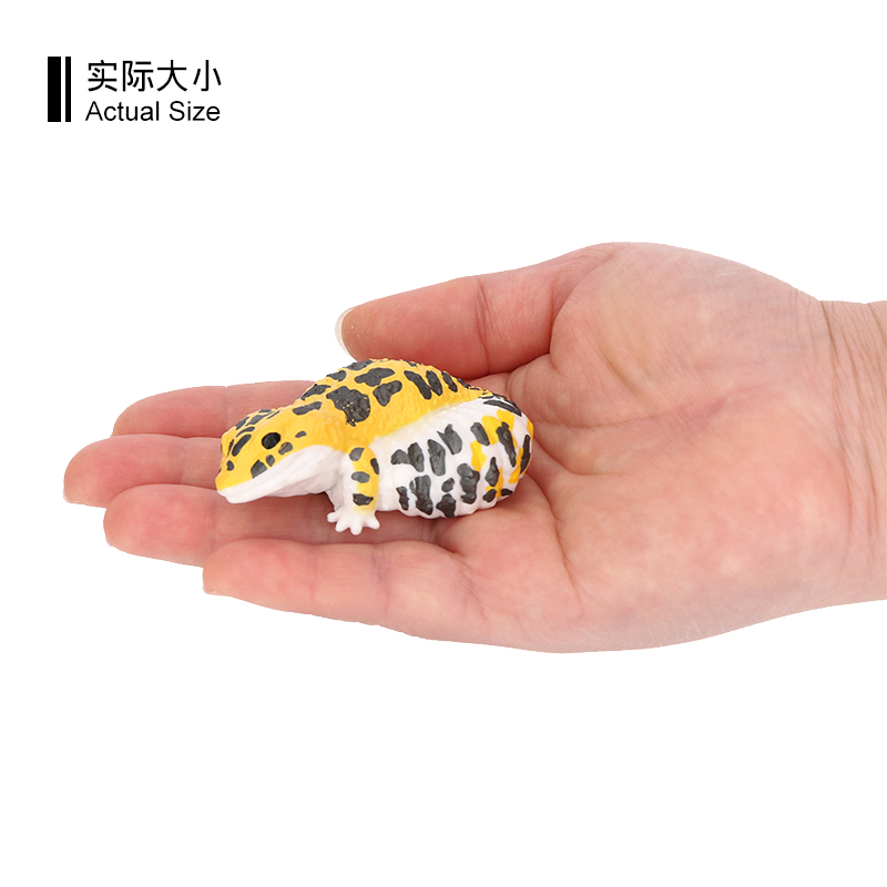 4080 Eublepharis macularius Gecko