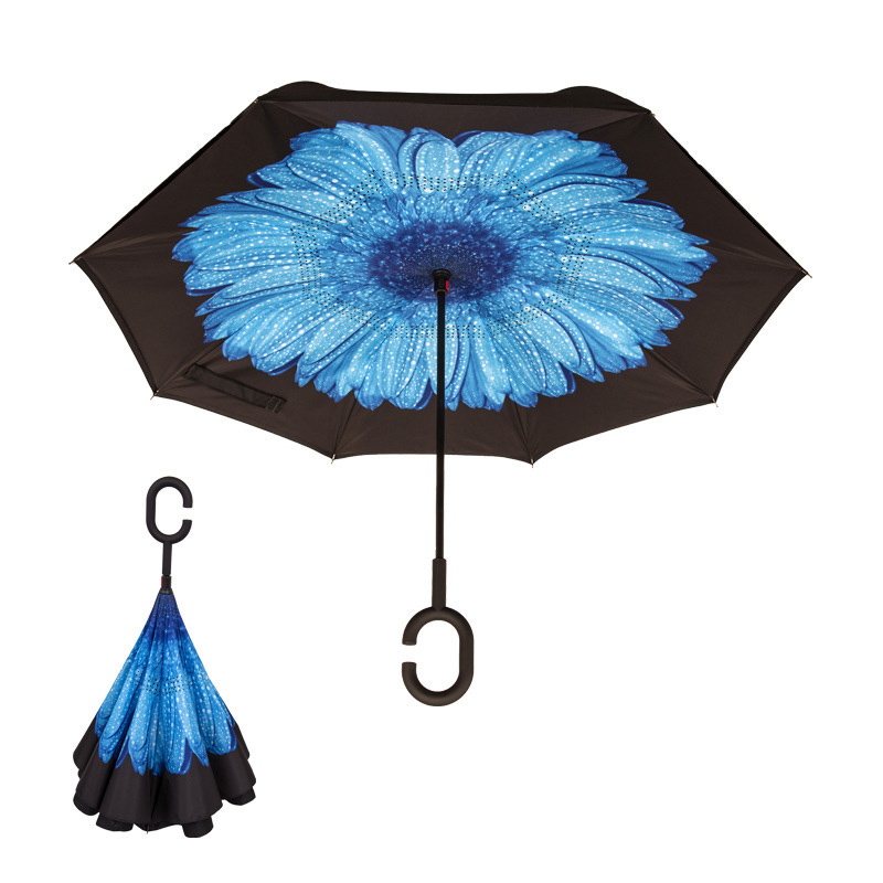 blue chrysanthemum