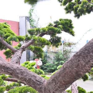 Customized Tall Artificial Outdoor <strong>Trees</strong> Bonsai Fiberglass Artificial Pine <strong>Tree</strong> for Decorative Pine <strong>Trees</strong> for Garden Landscaping - Product Image 2