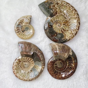 Fósil de Caracol de cristal Natural, espécimen Mineral, rebanada de fósil de amonita, venta al por mayor - Product Image 3