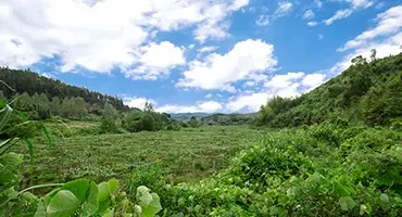 Additifs alimentaires poudre d'extrait de baies d'açaï séchées en Spray poudre d'açai en vrac