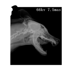 Vet DR 32kw Sistema de radiografía digital Pantalla táctil Máquina DE RAYOS X veterinaria para equipos de rayos X de animales para uso veterinario - Product Image 6