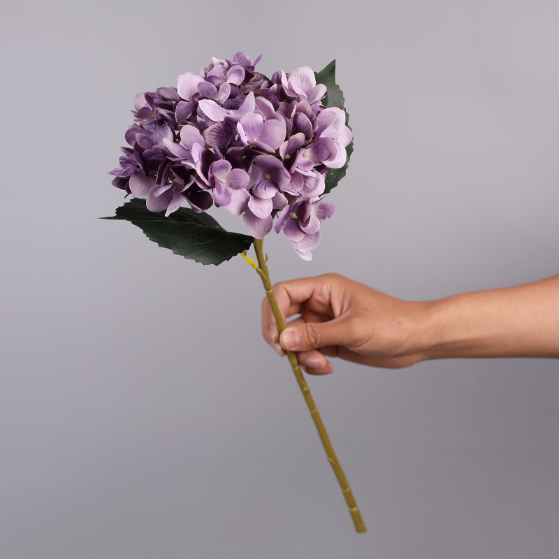 Pourpre