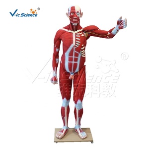 Life-size 176cm <strong>Human</strong> Muscle Anatomy Model Medical Science Anatomical Education Model