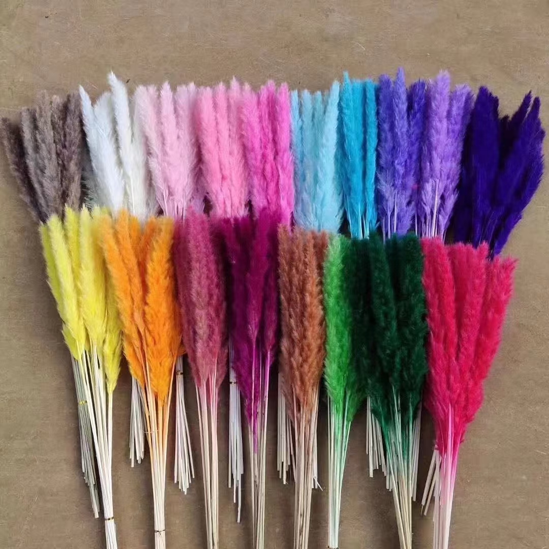 15 PCS Pampas pequeñas preservadas