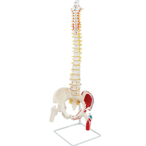 大腿骨後頭脊椎骨盤および筋肉を伴う脊髄神経のモデル - Product Image 1