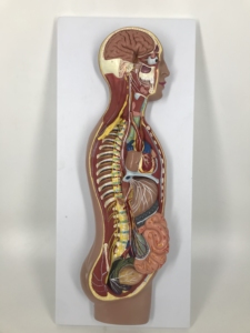 <strong>Human</strong> Sympathetic Nerves System Model - Product Image 6