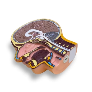 Mô hình giảng dạy y tế Mô hình giải phẫu não liên tục y tế Mô hình giải phẫu sagittal đầu người - Product Image 2