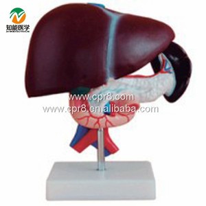 Tıbbi okul kullanımı için karaciğer pankreas Duodenum ADA-A1053 PVC İnsan anatomisi modeli anatomik tıbbi bilim modeli - Product Image 1