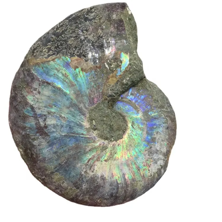 Vente en gros de pierre d'escargot naturelle de haute qualité pierre de cristal ammonite avec flash shinning à vendre