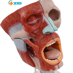 Medical Science Life-size Anatomical Models of Pharyngeal Muscles, <strong>Larynx</strong>, Mouth, Nose, Tongue, Facial Muscles, Medical Organs - Product Image 1