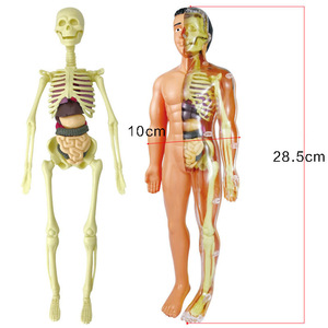 子供のSTEM認知科学教育玩具人体構造モデルパズル-科学 & 工学玩具 - Product Image 4