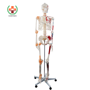 SY-N021 Trường Y Tế Tiên Tiến Cơ Thể Con Người Skeleton Mô Hình Với Mạch Máu - Product Image 1