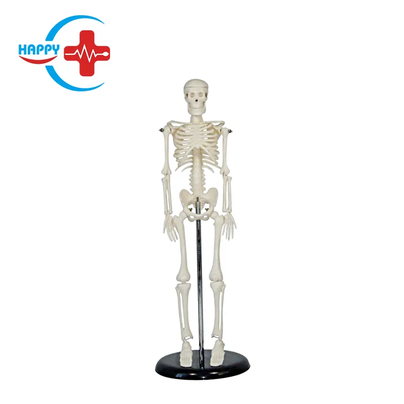 HC-S203 Medizinische Anatomie Menschliches Skelett Modell 42cm Skelett Lebensgröße Menschliches Skelett Modell