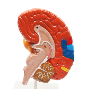 Insegnamento educativo scuola biologica Area funzionale colorata metà cervello umano modello medico attrezzature educative - Product Image 6