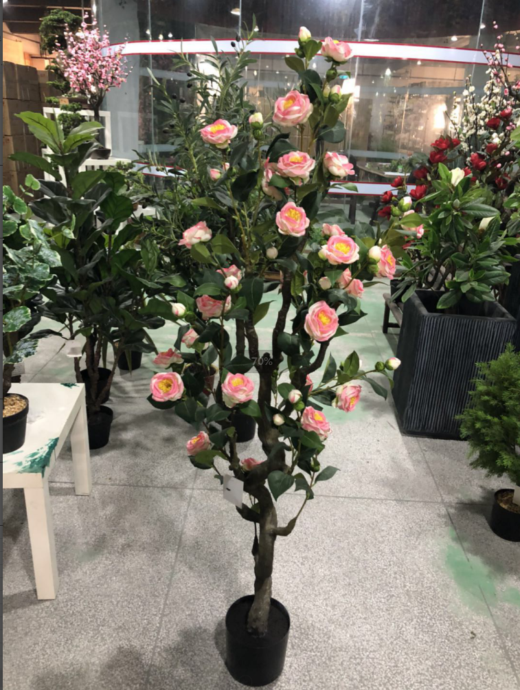 Camellia tree