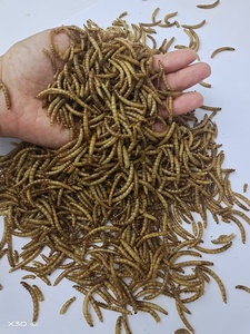 High Protein Mealworm Tartaruga e peixe de alta qualidade alimentam larva amarela seca - Product Image 2