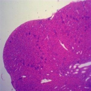 Toboganes de microscopio para niños y adultos, con cubiertas, para laboratorio médico, nivel de escuela media, 100 Uds. - Product Image 4