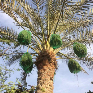 Dates Cover Bag Green Pe Mesh Bag for Fruit <strong>Tree</strong> Date <strong>Palm</strong> Protecting Mesh Net Plastic Packing Bag - Product Image 5