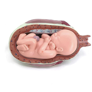 KyrenMed 8PCS Set <strong>Fetus</strong> Development Model Embryonic Fetal Development Model <strong>Human</strong> Pregnancy Embryo Formation Process Model - Product Image 6