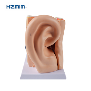 Okullarda ve hastanelerde tıp bilimleri eğitimi için orta kulak için anatomik PVC modeli - Product Image 3
