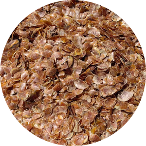 เปลือก Operculum_Snail murex สำหรับทำน้ำหอมปริมาณที่มีอยู่ - Product Image 1