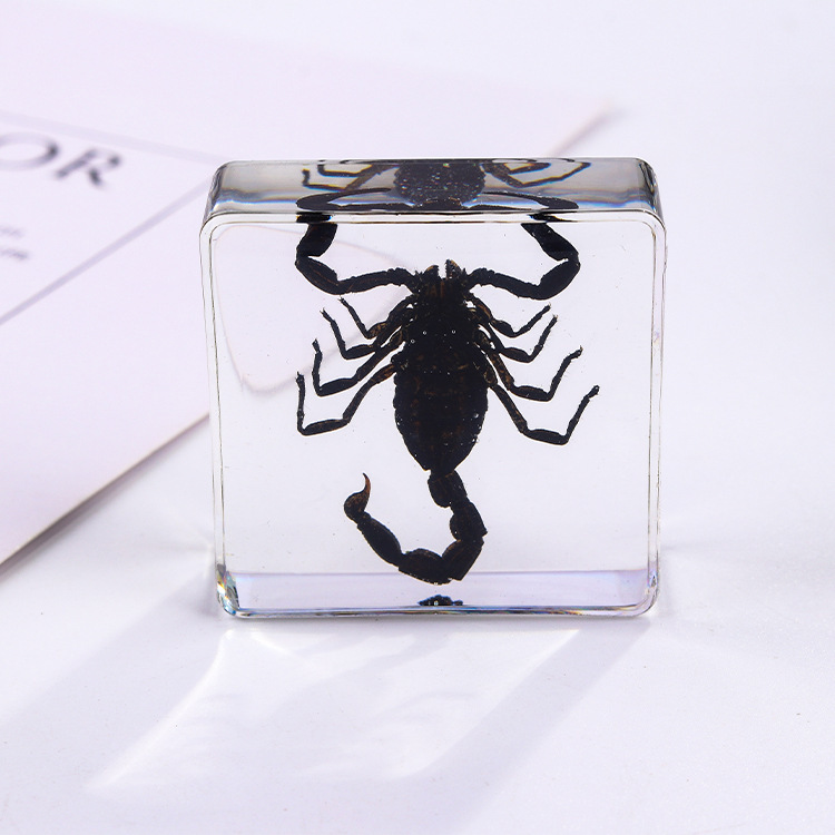 Scorpion noir