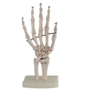 Teaching Medical Science Life-size PVC <strong>Human</strong> Hand Model Anatomical Model Medical Science Anatomical Model - Product Image 5