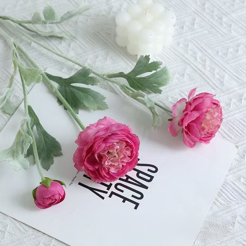 Rose garance