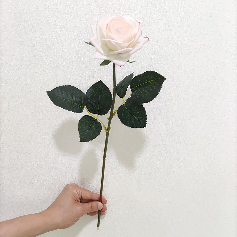 rosa 1