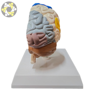 Scienza medica mezzo cervello umano area funzionale modello anatomico per l'insegnamento - Product Image 5