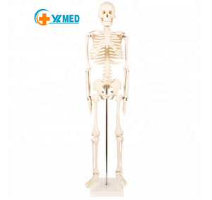 85cm PVC <strong>Human</strong> Body Model Anatomical Skeleton Model for Medical Science Training for Medical Schools and Students <strong>Human</strong> Spine - Product Image 2